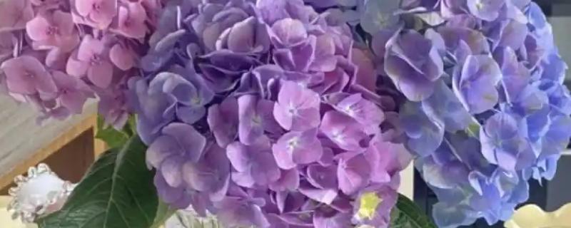 绣球花是要花头泡水里醒花吗，花头不可浸泡