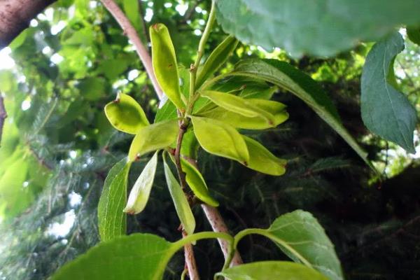 怎么区分杜仲树的雌雄，可通过观察子房、数花簇等分辨