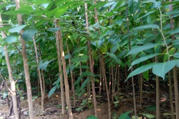 怎么区分杜仲树的雌雄，可通过观察子房、数花簇等分辨