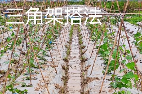 西瓜要搭架子吗，通常是无需搭架子的
