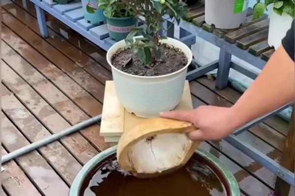 玉兰花叶子发黄如何解决，土壤呈碱性时可以使用硫酸亚铁