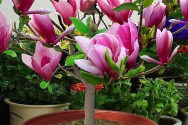 玉兰花叶子发黄如何解决，土壤呈碱性时可以使用硫酸亚铁