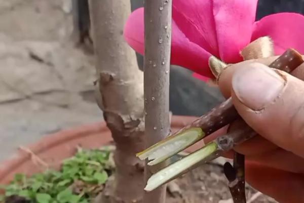 玉兰花叶子发黄如何解决，土壤呈碱性时可以使用硫酸亚铁