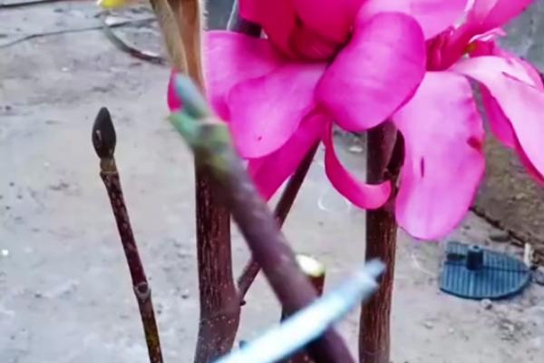 玉兰花叶子发黄如何解决，土壤呈碱性时可以使用硫酸亚铁