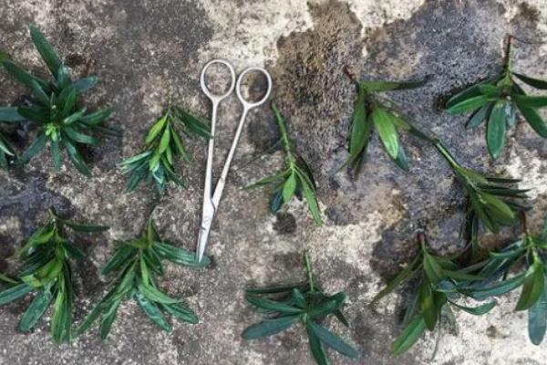 罗汉松怎么繁殖，可通过扦插的方法进行繁殖