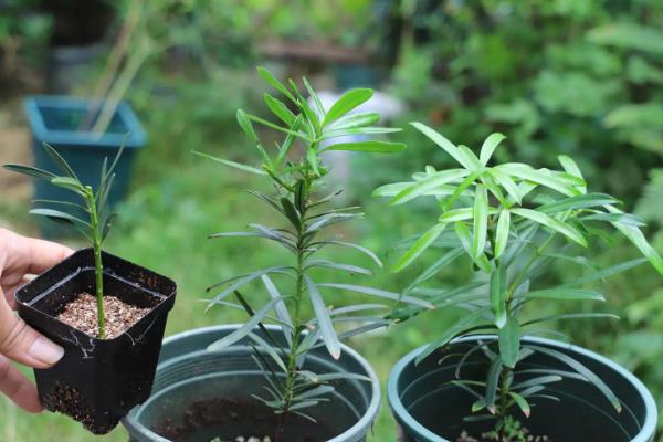 罗汉松怎么繁殖，可通过扦插的方法进行繁殖