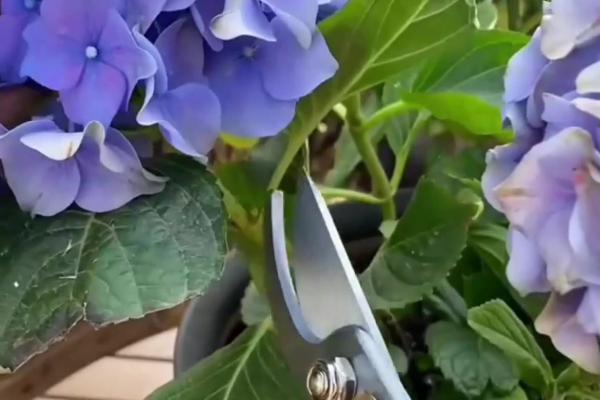 绣球花是要花头泡水里醒花吗，花头不可浸泡