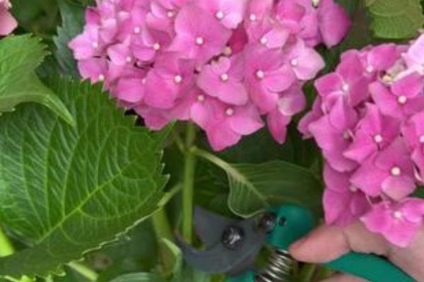 绣球花是要花头泡水里醒花吗，花头不可浸泡