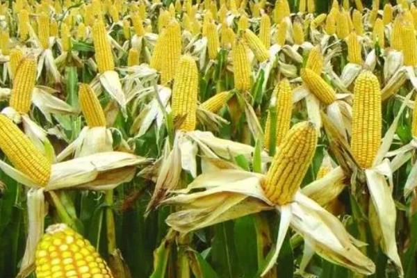 沃玉3号玉米夏播的生育期，生育期约130天