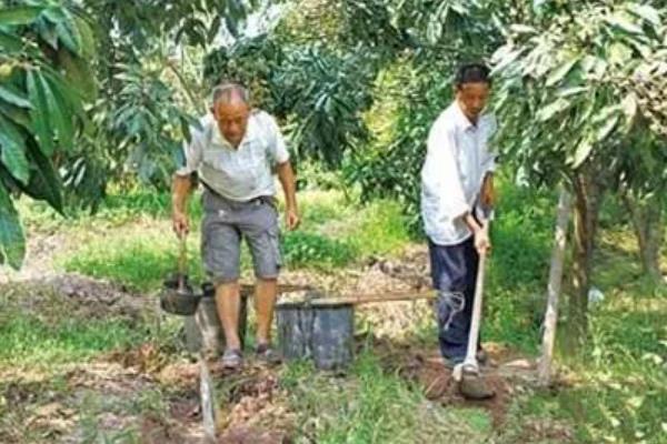 龙眼树太高如何截枝，根据实际状态来选择修剪时间