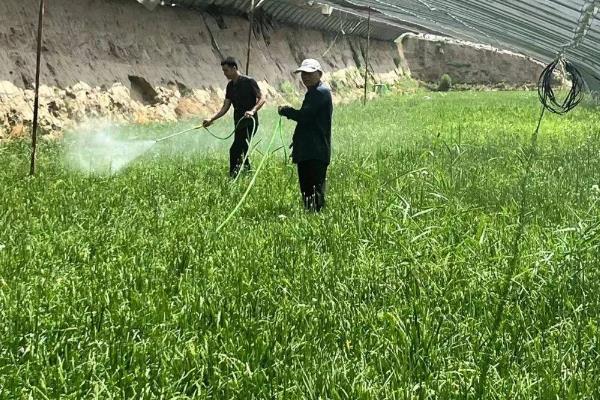 韭菜苗后专用除草剂的使用方法，拔除高的杂草再用封闭除草剂