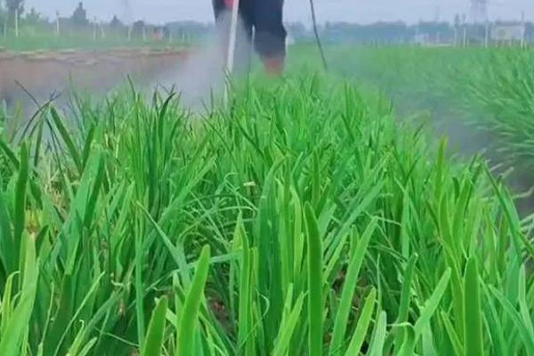 韭菜苗后专用除草剂的使用方法，拔除高的杂草再用封闭除草剂