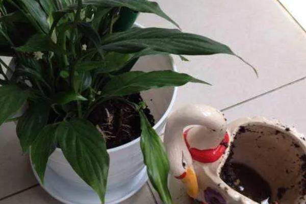 一帆风顺的养殖方法，喜高温高湿环境