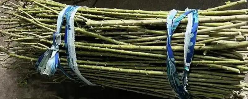 嫁接枝条的价格，会受到品种、产地等条件的影响