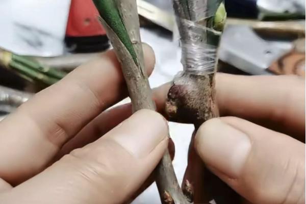 嫁接枝条的价格，会受到品种、产地等条件的影响