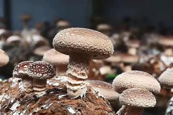 未来食用菌行业会有什么改变，可能向少种精管、循环种植等方面发展