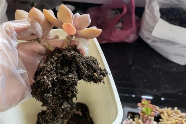 多肉种子怎么种植，通常在春秋季节播种