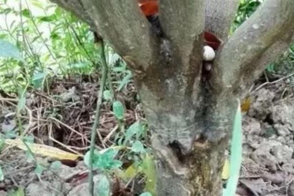 柑橘脚腐病的发生原因，主要是高温高湿、栽植过密、管理不当造成