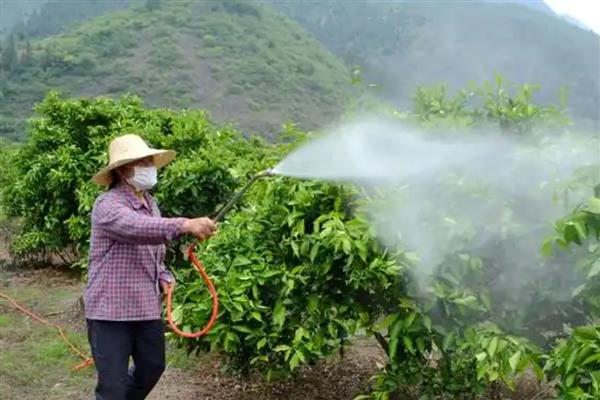 柑橘脚腐病的发生原因，主要是高温高湿、栽植过密、管理不当造成