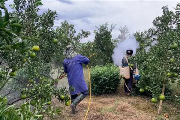 柑橘脚腐病的发生原因，主要是高温高湿、栽植过密、管理不当造成