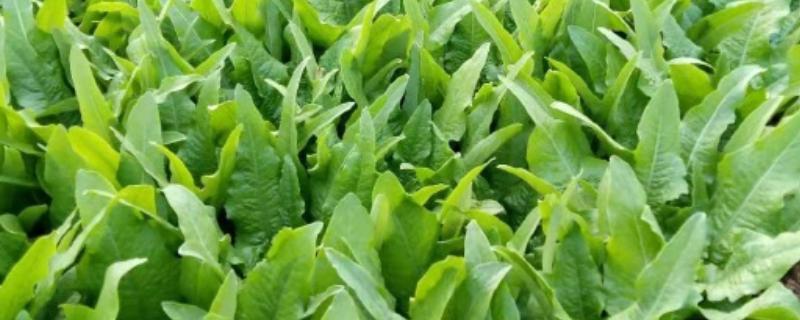 油麦菜什么时候栽培，种植时间多为4-7月份
