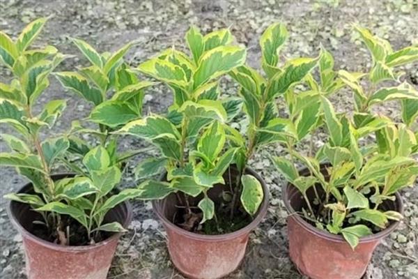 花叶锦带的养殖方法，春季要剪除干枯枝和老弱枝