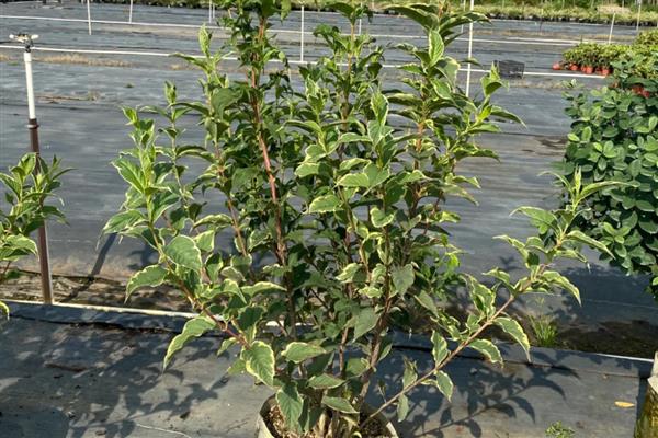 花叶锦带的养殖方法，春季要剪除干枯枝和老弱枝