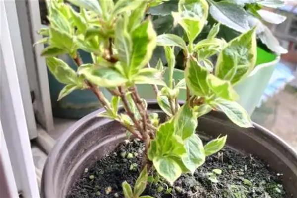 花叶锦带的养殖方法，春季要剪除干枯枝和老弱枝