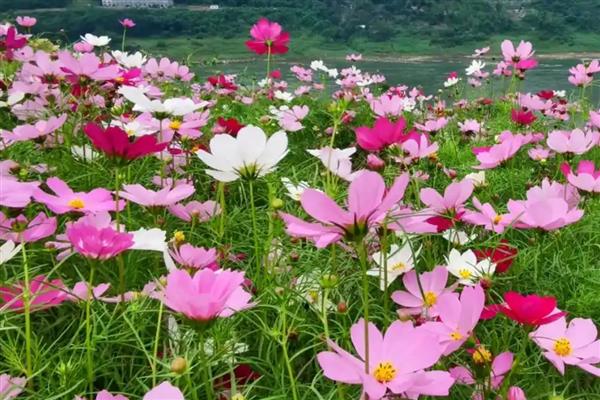 格桑花的简介，也叫格桑梅朵
