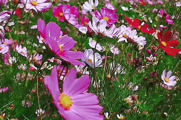 格桑花的简介，也叫格桑梅朵