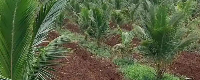 椰子树不同时期的施肥方法,3月份、5月份、7月份均要对幼树追施畜粪水等肥料