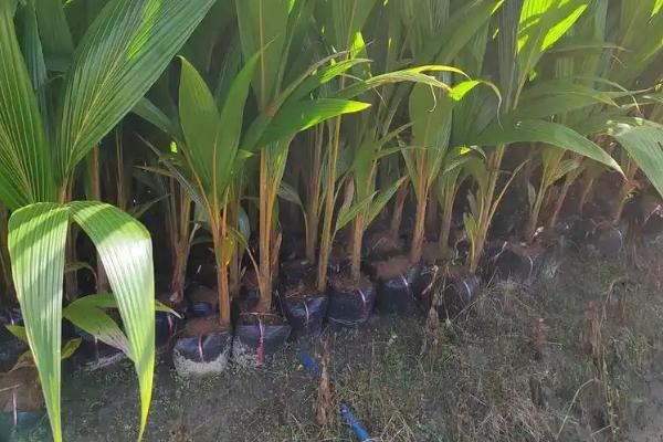 椰子树不同时期的施肥方法,3月份、5月份、7月份均要对幼树追施畜粪水等肥料