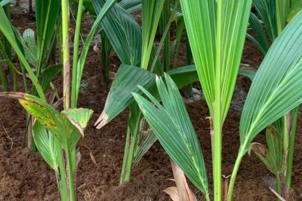 椰子树不同时期的施肥方法,3月份、5月份、7月份均要对幼树追施畜粪水等肥料