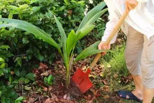 椰子树不同时期的施肥方法,3月份、5月份、7月份均要对幼树追施畜粪水等肥料