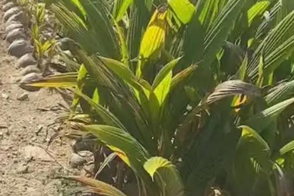 椰子树不同时期的施肥方法,3月份、5月份、7月份均要对幼树追施畜粪水等肥料