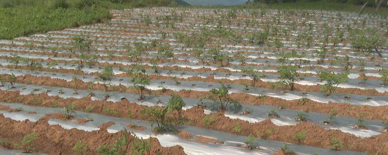 当归地膜覆盖的栽培技术，要及时查苗、补苗和间苗