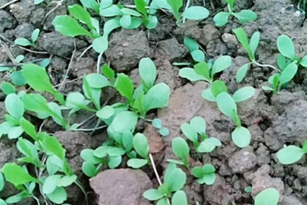 油麦菜什么时候栽培，种植时间多为4-7月份
