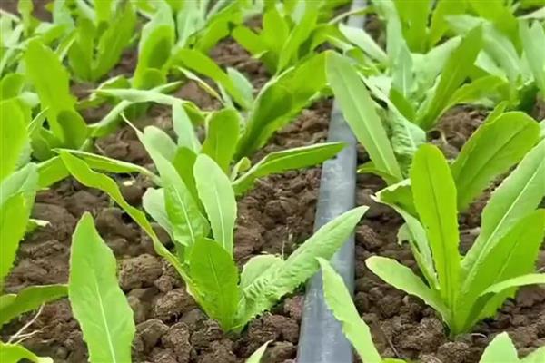 油麦菜什么时候栽培，种植时间多为4-7月份