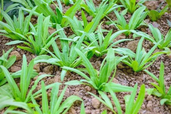 油麦菜什么时候栽培，种植时间多为4-7月份