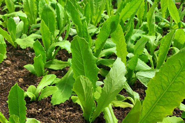 油麦菜什么时候栽培，种植时间多为4-7月份