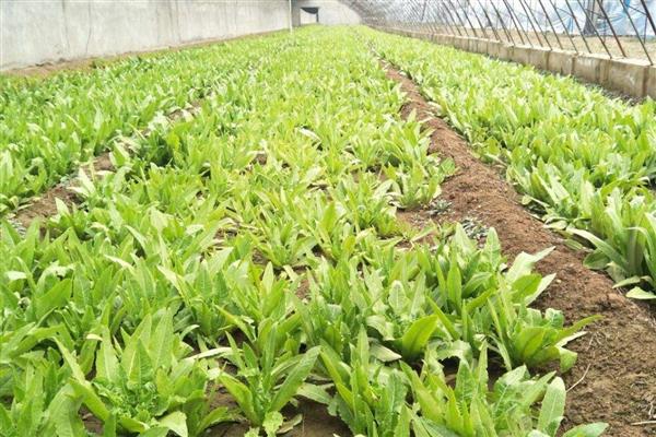 油麦菜什么时候栽培，种植时间多为4-7月份