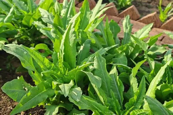 油麦菜什么时候栽培，种植时间多为4-7月份