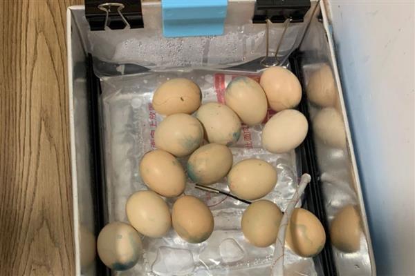 孵化鸡蛋能不能一直保持38度，保持恒温也能达到孵化效果
