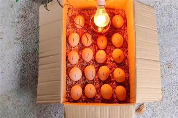 孵化鸡蛋能不能一直保持38度，保持恒温也能达到孵化效果