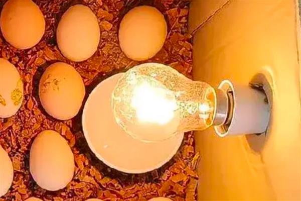 孵化鸡蛋能不能一直保持38度，保持恒温也能达到孵化效果