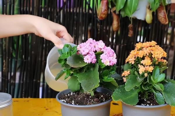 让长寿花爆盆的方法，生长盛期每隔半个月追肥一次