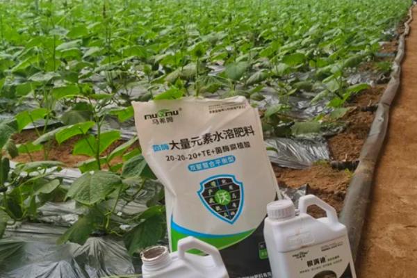 秋黄瓜如何施肥，掌握基肥足、苗肥轻、果肥重的原则