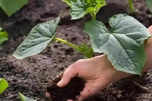 秋黄瓜如何施肥，掌握基肥足、苗肥轻、果肥重的原则