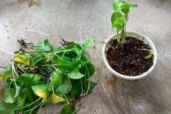 绿萝烂根的原因，主要是土壤不适、过度浇水等原因引起