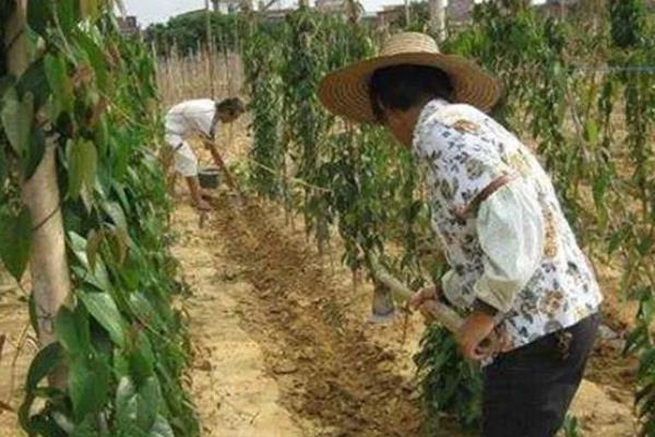 怎么用沼肥生产无公害蔬菜，沼液可兑水稀释后再喷施叶片